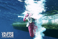 Valerie Taylor Ocean GIF by Madman Films
