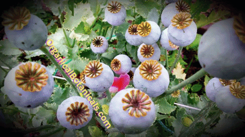 living opium poppies GIF
