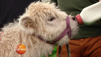 baby cow GIF by Rachael Ray Show