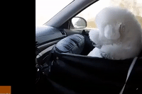 Fluffy Pooch Enjoys Car Ride
