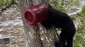 Bear Cub With Head Stuck in Jar Rescued by Ontario Residents