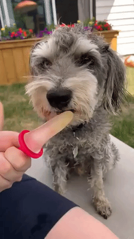 Pooch Enjoys Homemade Popsicle During Canadian Heat Wave