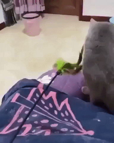 cuteanimalland giphyupload GIF