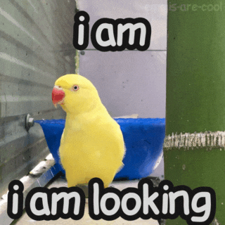 EmojisAreCool giphyupload look yellow bird GIF