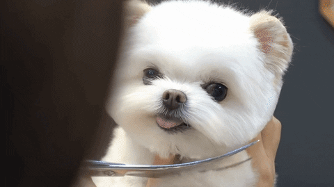 dkfjdfjsdf giphyupload GIF