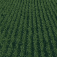 rainbowagrobrasil rainbow agro rainbowagro tudosobrecrescimento GIF