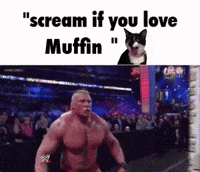 Cat Muffin GIF