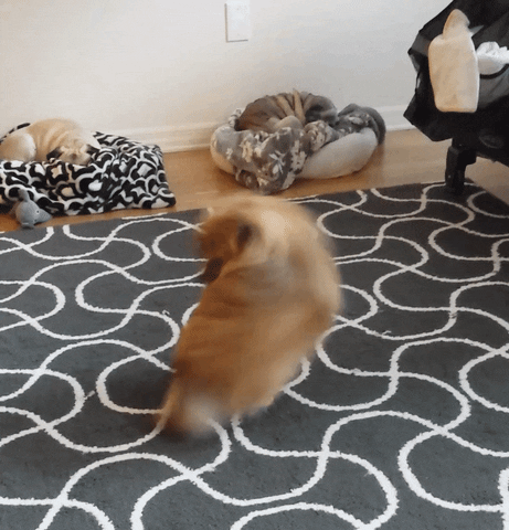 tail GIF
