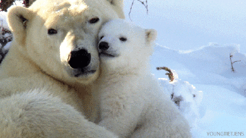 A polar bear mom and cub hugging.