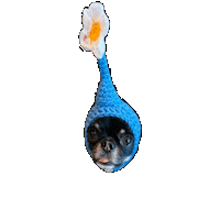 Chihuahua Bm Sticker