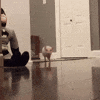 baby pig GIF