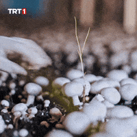 Seize Give Me GIF by TRT