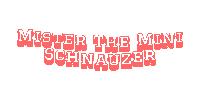 Mister The Mini Schnauzer Sticker