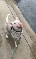 Pup Experiencing Rain