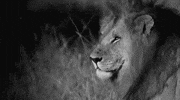 lion GIF