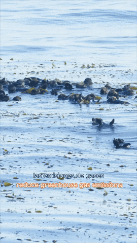 Floating Sea Otters GIF by Monterey Bay Aquarium