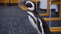 Aquarium Penguins Take a 'Field Trip' to Chicago Stadium
