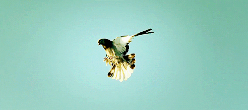bird flying GIF