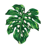 Plants Monstera Sticker by Popsockets Colombia