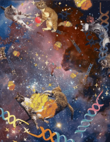 Cats In Space GIF by EMBL