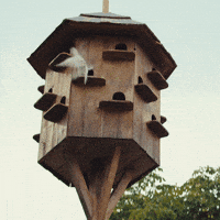 Holub GIF by Fio banka