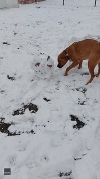 Ball-Obsessed Dog Won't Let Snow Get in the Way of Play
