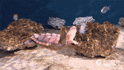 sea turtle swimming GIF by Monterey Bay Aquarium