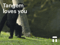 tangem_ crypto cold wallet coldwallet tangem GIF