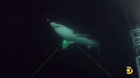 Greatwhite GIF by Shark Week
