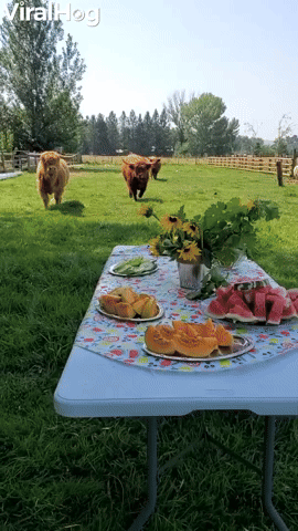 Highland Cows Chow Down on Picnic Buffet