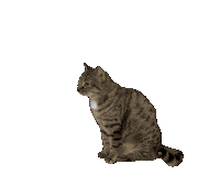 Cat Sticker by De Graafschap Dierenartsen