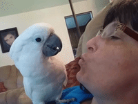 Cockatoo Sees Bubble Gum For The First Time