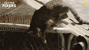 Oh No Help GIF by Nat Geo Wild