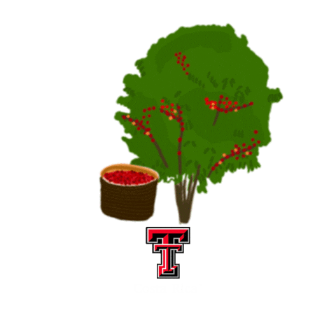 Studyabroad Sticker by Texas Tech Costa Rica University