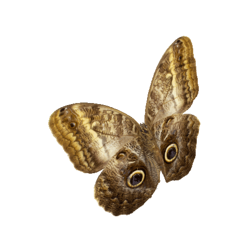 michaeldamnitz giphyupload butterfly schmetterling michaeldamnitz Sticker
