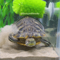 theaquaticrealm turtle funny animals cute animals aquarium GIF