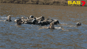 Training Challenge GIF by Channel 7