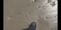 Beach Ocean GIF by DIIMSA Stock