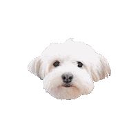 Dog Puppy Sticker by Fraser & Parsley