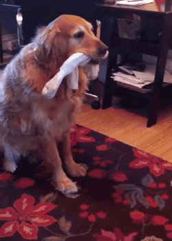 dog sock GIF