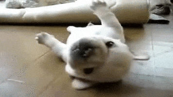 roll over GIF