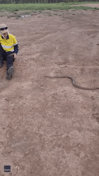 Snake Slithers Underneath Sitting Woman During Her Work Break