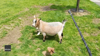 Swinging Goat Impresses Owner at Ohio Farm