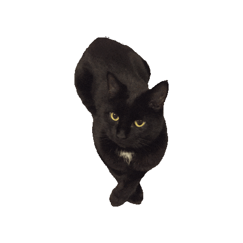Black Cat Monty Sticker