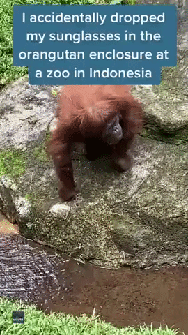 Too Cool for Zoo: Orangutan Looks Amazing in Safari Visitor's Dropped Sunglasses