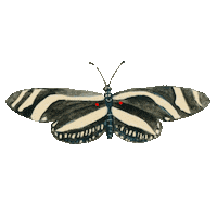 Butterfly Forest Sticker