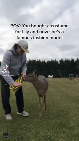 Christian Deer-Or: 'Fashion Model' Doe Rocks Array of Costumes in Pennsylvania
