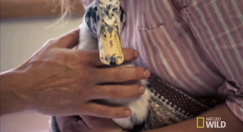 nat geo wild yukon vet GIF by Dr. Oakley, Yukon Vet