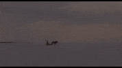 Shohei Imamura Travel GIF by Arrow Academy