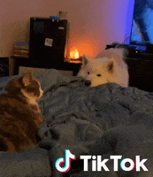 Chat Bonjour GIF by TikTok France